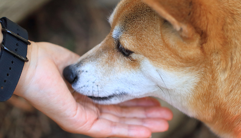 日本で人気のある犬は ランキング形式に纏めました ウラ撮れちゃいました リコリスの宿木